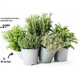 BayWa Kräuter XL verschiedene Sorten 42863106 BayWa Angebot