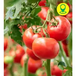 BayWa Veredelte Tomaten verschiedene Sorten 42772410 BayWa Angebot