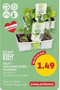 PENNY ECHT BIO! SALAT-/KOHLGEMÜSEJUNG-PFLANZEN Angebot