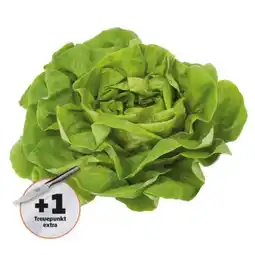 PENNY Häuptelsalat Penny Angebot