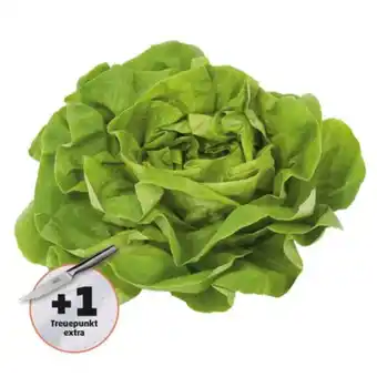 PENNY Häuptelsalat Penny Angebot