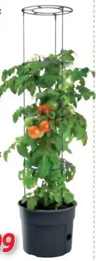 Zgonc Tomaten-Pflanztopf Angebot