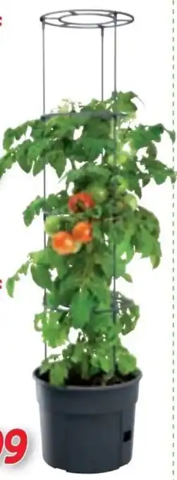 Zgonc Tomaten-Pflanztopf Angebot
