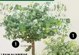 Dehner Eukalyptus Angebot