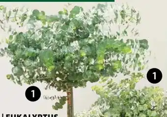 Dehner Eukalyptus Angebot