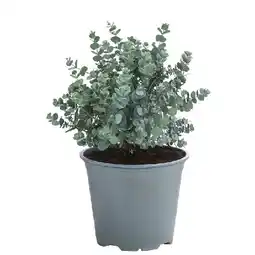 Dehner Eukalyptus, Busch Topf Ø 14 cm Dehner Angebot