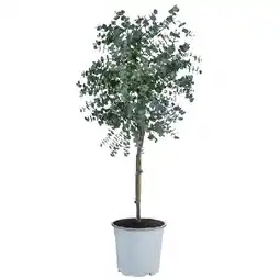 Dehner Eukalyptus, Stämmchen Topf Ø 21 cm Dehner Angebot
