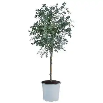Dehner Eukalyptus, Stämmchen Topf Ø 21 cm Dehner Angebot