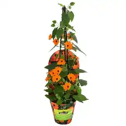 Dehner Schwarzäugige Susanne Topf Ø 13 cm Dehner Angebot