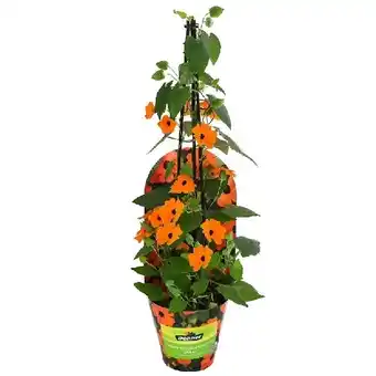 Dehner Schwarzäugige Susanne Topf Ø 13 cm Dehner Angebot
