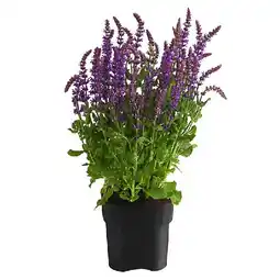 Dehner Gartensalbei Topf Ø 19 cm Dehner Angebot