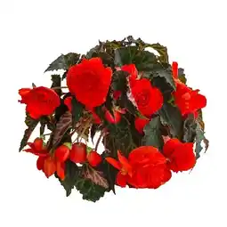 Dehner XXL Hängebegonie 'Belina Orange' Topf Ø 14 cm Dehner Angebot