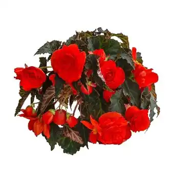 Dehner XXL Hängebegonie 'Belina Orange' Topf Ø 14 cm Dehner Angebot