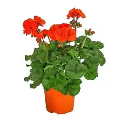 Dehner Stehende Geranie, orange, Topf Ø 12 cm Dehner Angebot