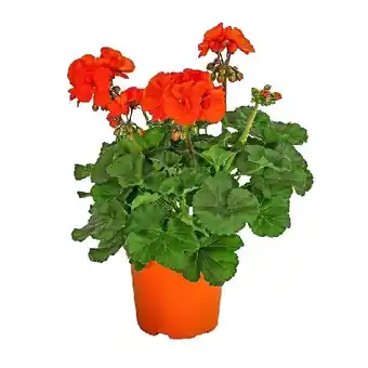 Dehner Stehende Geranie, orange, Topf Ø 12 cm Dehner Angebot