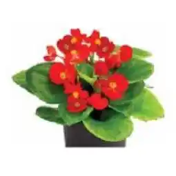 Dehner Eisbegonie Topf Ø 9 cm Dehner Angebot