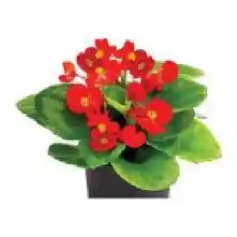 Dehner Eisbegonie Topf Ø 9 cm Dehner Angebot