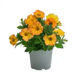 Dehner Hängepetunie 'Beautical Sunset Orange' Topf Ø 12 cm Dehner Angebot