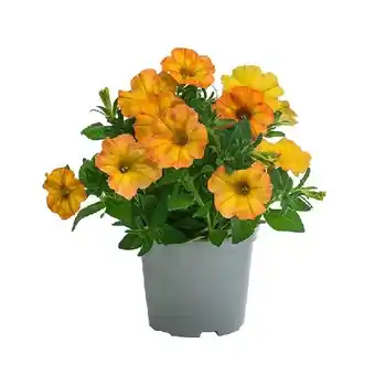 Dehner Hängepetunie 'Beautical Sunset Orange' Topf Ø 12 cm Dehner Angebot