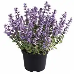 Dehner Katzenminze 'Purrsian Blue' Toipf Ø 19 cm Dehner Angebot
