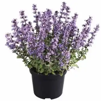 Dehner Katzenminze 'Purrsian Blue' Toipf Ø 19 cm Dehner Angebot