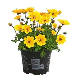 Dehner Goldmarie 'Golden Empire' Topf Ø 12 cm Dehner Angebot