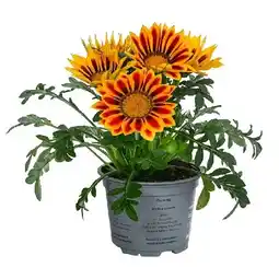 Dehner Mittagsgold Topf Ø 13 cm Dehner Angebot