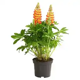 Dehner Lupine 'West Country' Topf Ø 19 cm Dehner Angebot