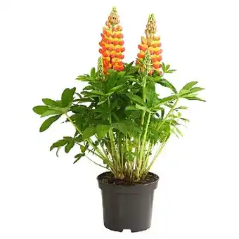 Dehner Lupine 'West Country' Topf Ø 19 cm Dehner Angebot