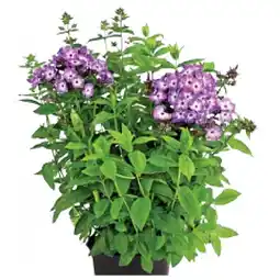 Dehner Flammenblume Topf Ø 19 cm Dehner Angebot