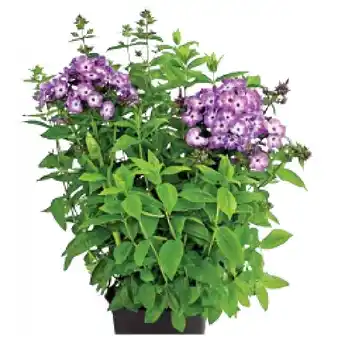 Dehner Flammenblume Topf Ø 19 cm Dehner Angebot