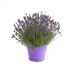 Dehner Lavendel Topf 10,5 cm Dehner Angebot