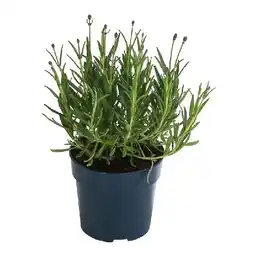 Dehner Lavendel 'Royal Blue' Topf Ø 13 cm Dehner Angebot