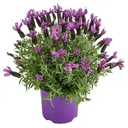 Dehner Schopf-Lavendel Topf Ø 18 cm Dehner Angebot