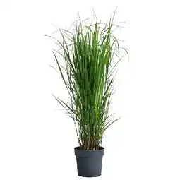 Dehner Rutenhirse 'Northwind' Topf Ø 23 cm Dehner Angebot