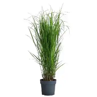 Dehner Rutenhirse 'Northwind' Topf Ø 23 cm Dehner Angebot
