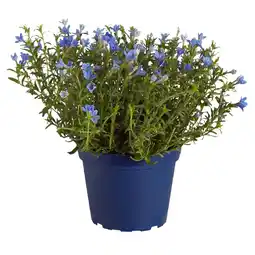 Dehner Steinsame, blau Topf Ø 14 cm Dehner Angebot
