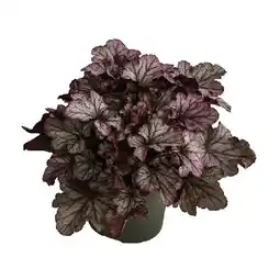 Dehner Purpurglöckchen 'Huckleberry' Topf Ø 15 cm Dehner Angebot