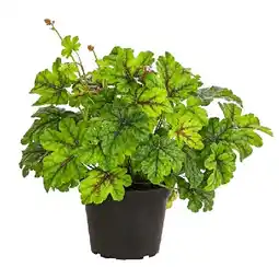 Dehner Purpurglöckchen 'Green Spice' Topf Ø 15 cm Dehner Angebot