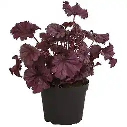 Dehner Purpurglöckchen 'Forever Purple' Topf Ø 15 cm Dehner Angebot
