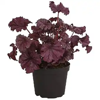 Dehner Purpurglöckchen 'Forever Purple' Topf Ø 15 cm Dehner Angebot