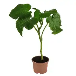 Dehner Schlangengurke Topf Ø 10,5 cm Dehner Angebot
