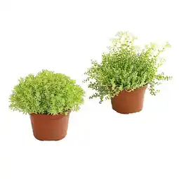 Dehner Fetthenne versch. Sorten Topf Ø 12 cm Dehner Angebot