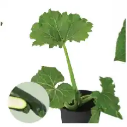 Dehner Zucchini Topf Ø 10,5 cm Dehner Angebot