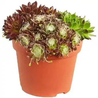 Dehner Hauswurz Trio versch. Sorten, Topf Ø 13 cm Dehner Angebot