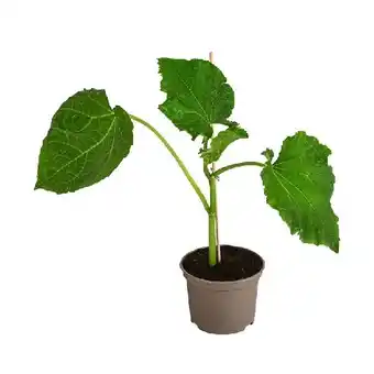 Dehner Freilandgurke Topf Ø 10,5 cm Dehner Angebot