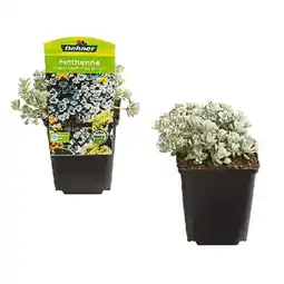 Dehner Fetthenne 'Cape Blanco' Topf Ø 9 cm Dehner Angebot
