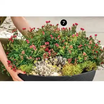 Dehner Rose 'Lilly Rose' Topf Ø 17 cm Dehner Angebot