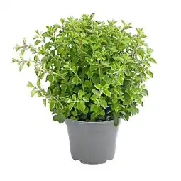 Dehner Oregano Topf Ø 14 cm Dehner Angebot