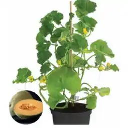 Dehner Zuckermelone Topf Ø 12 cm Dehner Angebot